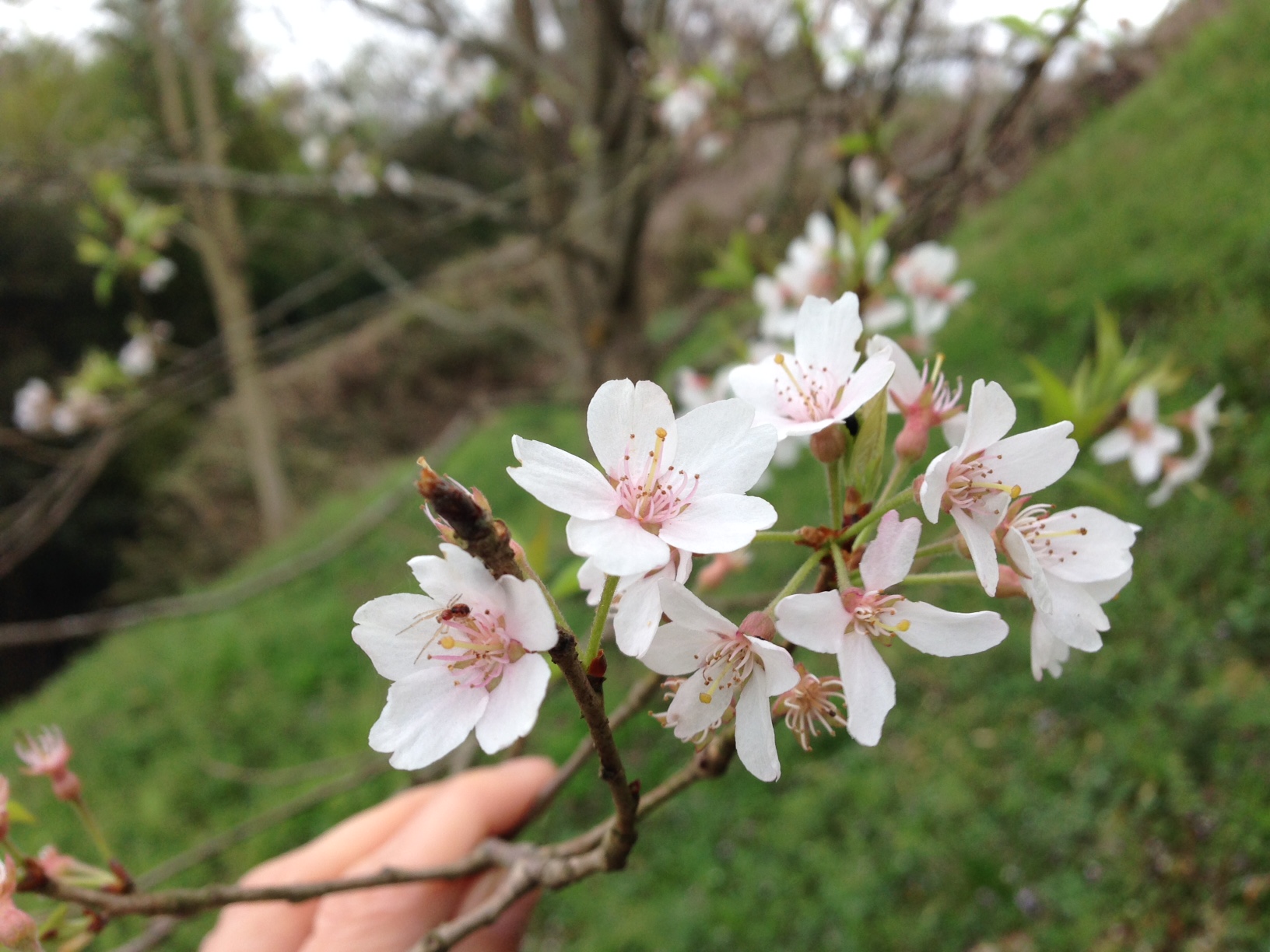 兵庫県三木市の淡墨桜を見に行きました