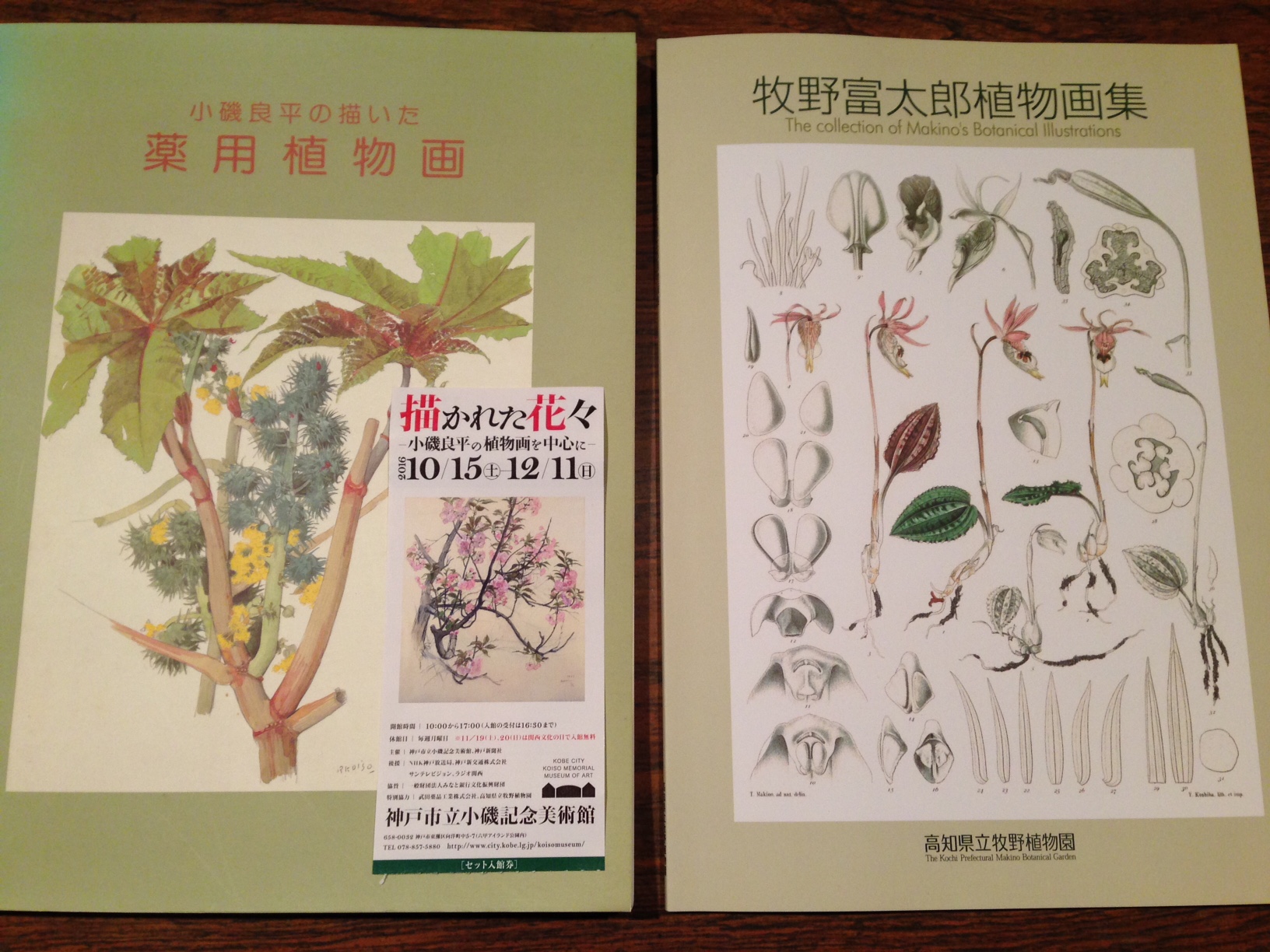 牧野富太郎の植物画を初めて見ました　～「描かれた花々」展＠小磯記念美術館～