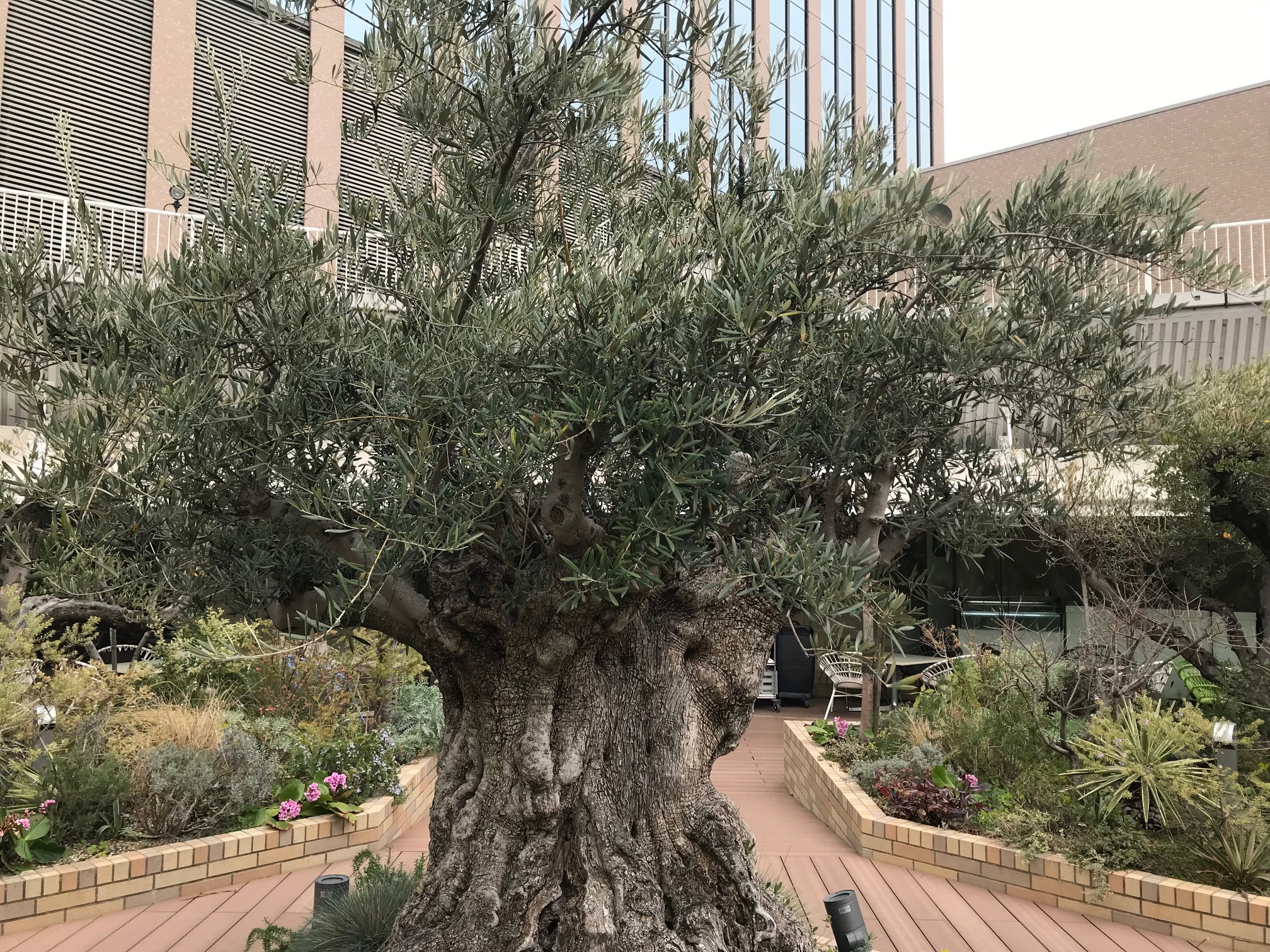 神戸国際会館11階の「そらガーデン」　～シンボルツリーは、500年のオリーブの木～