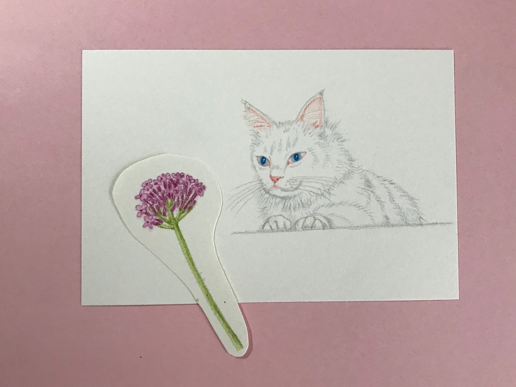 【色鉛筆】白い猫（と三尺バーベナ）