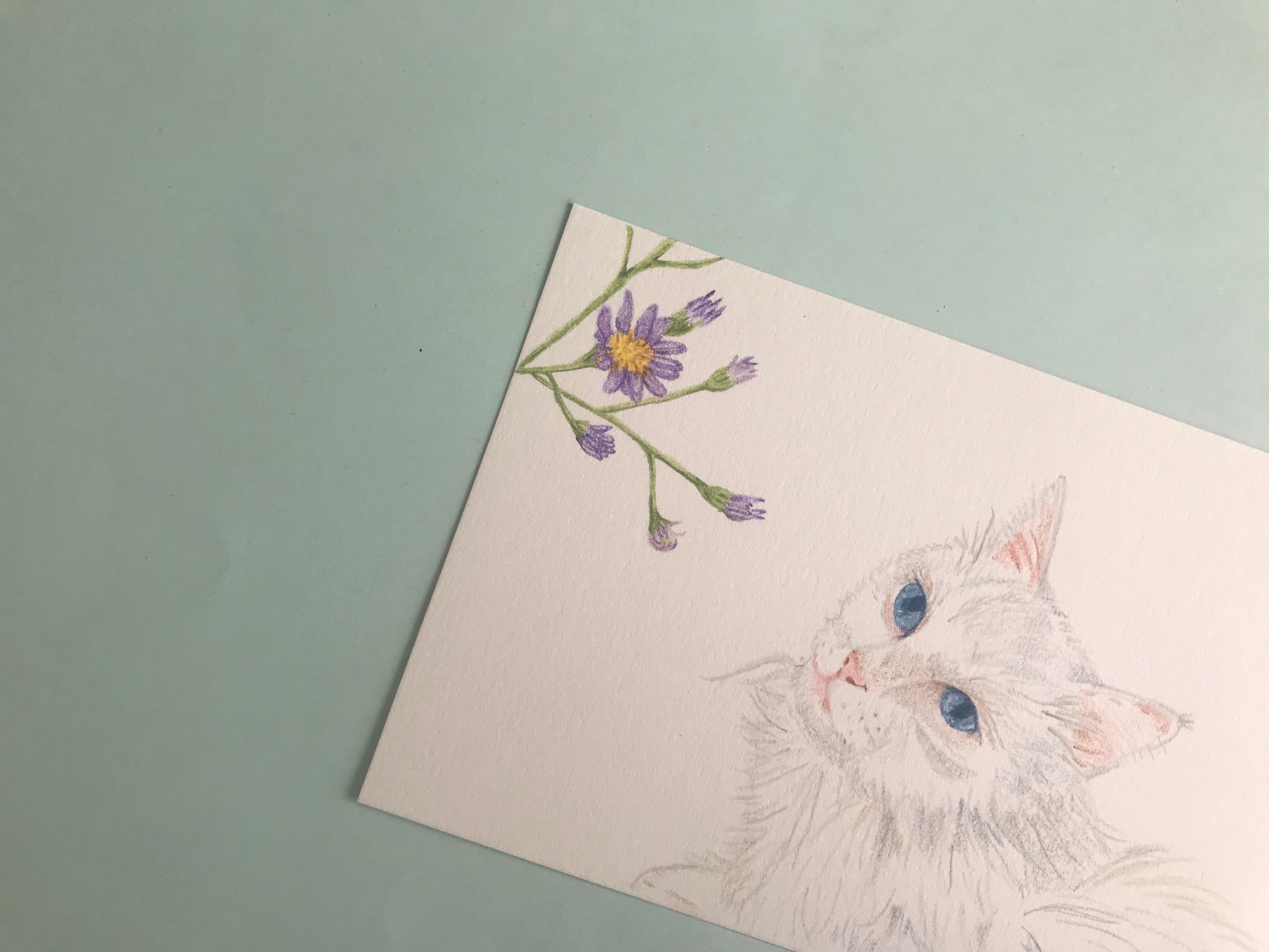 【色鉛筆】白い猫と紫苑