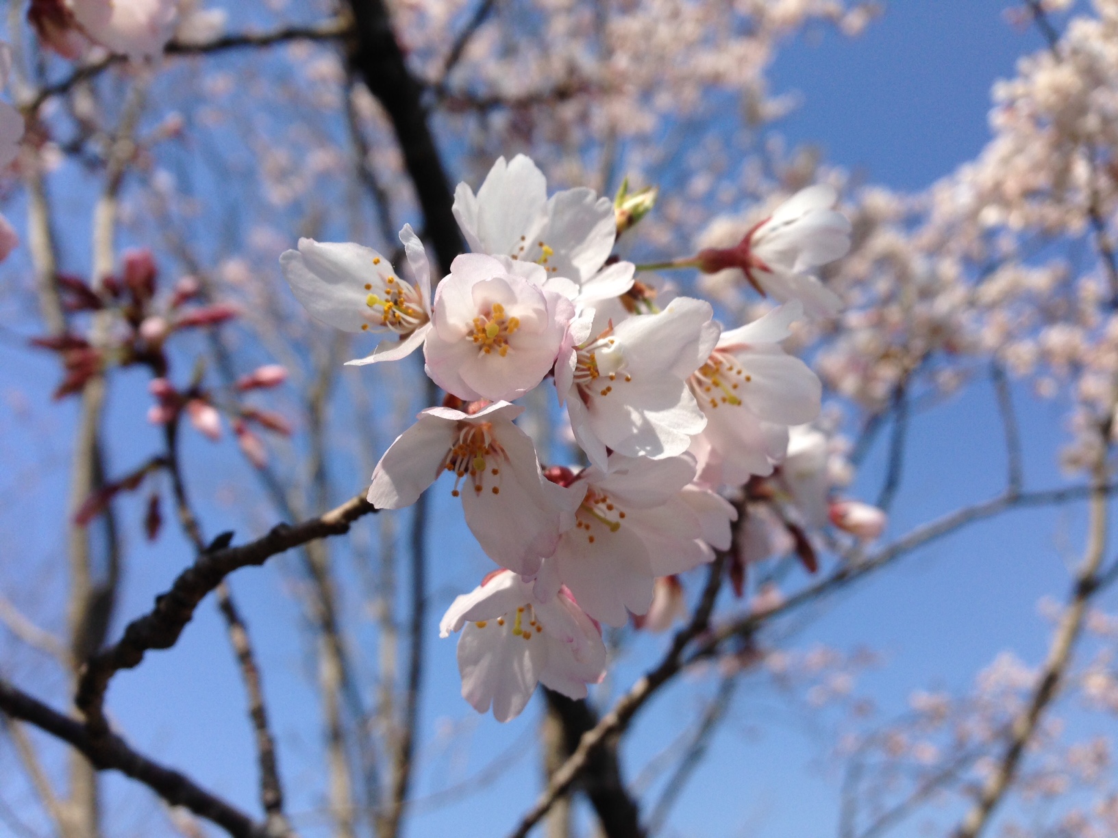 再び、兵庫県三木市の淡墨桜へ