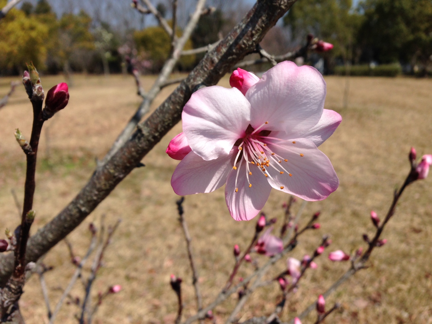 桜に似たアーモンドの花