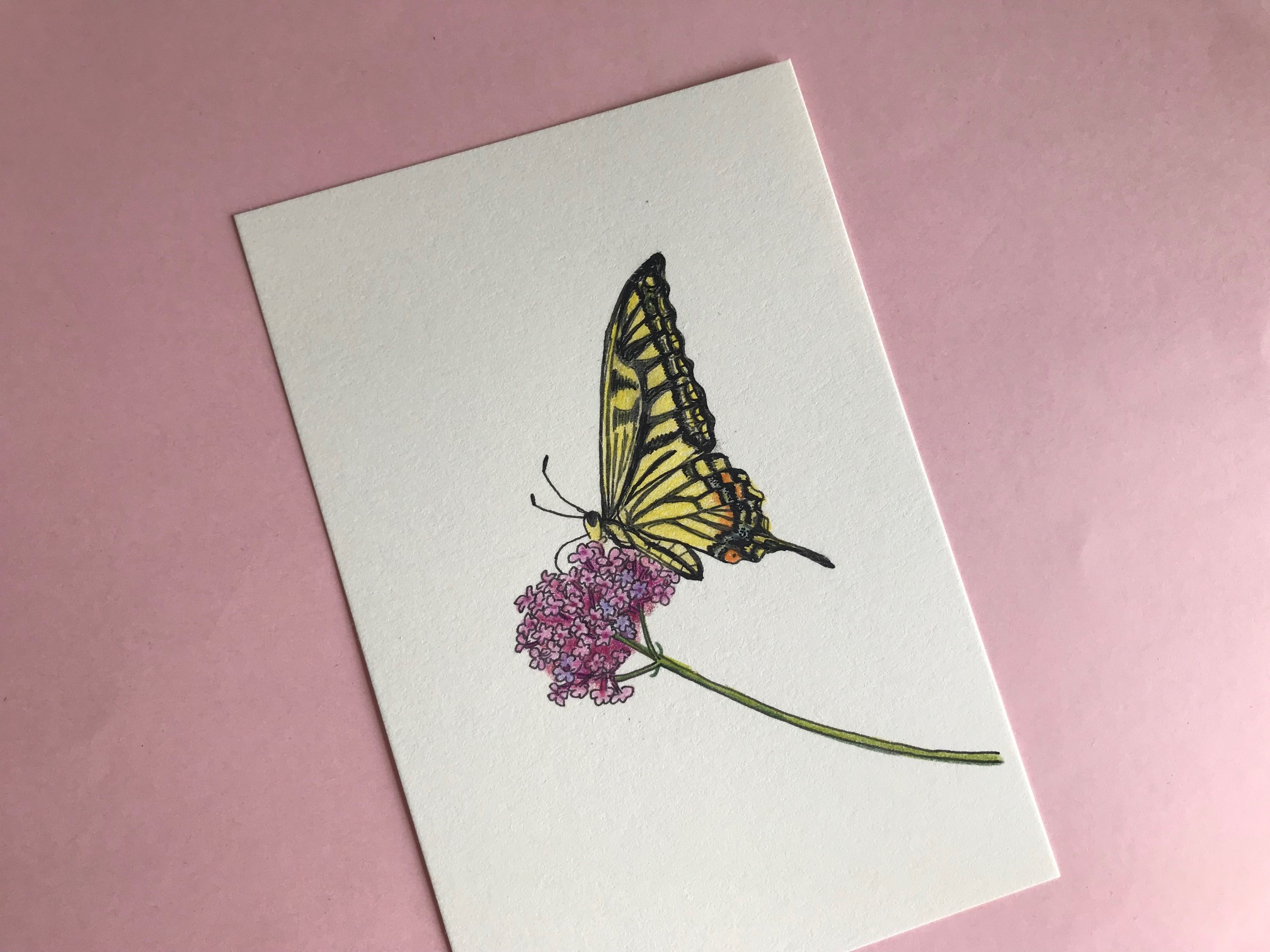 【色鉛筆】三尺バーベナとアゲハ蝶