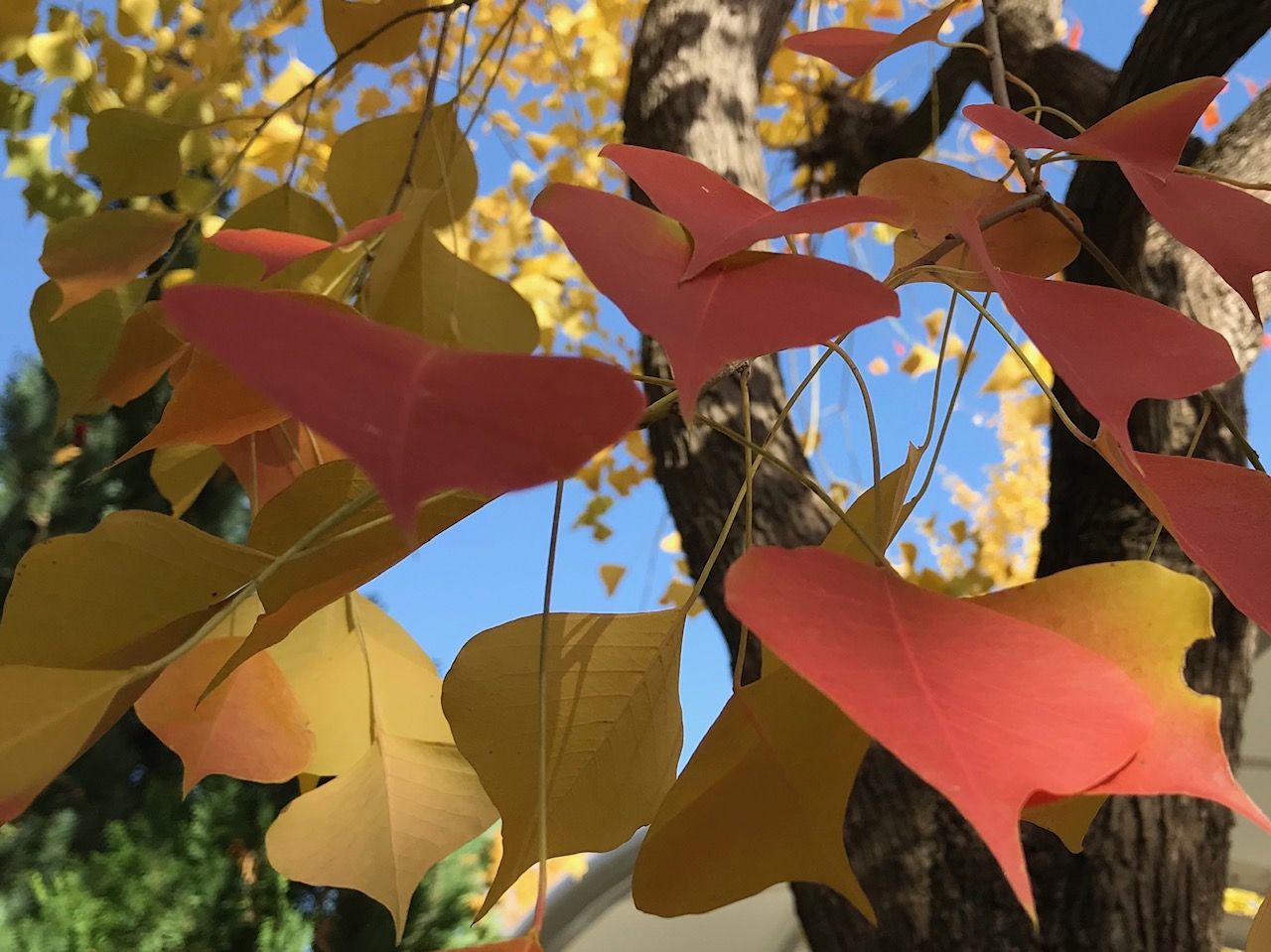紅葉の美しい季節