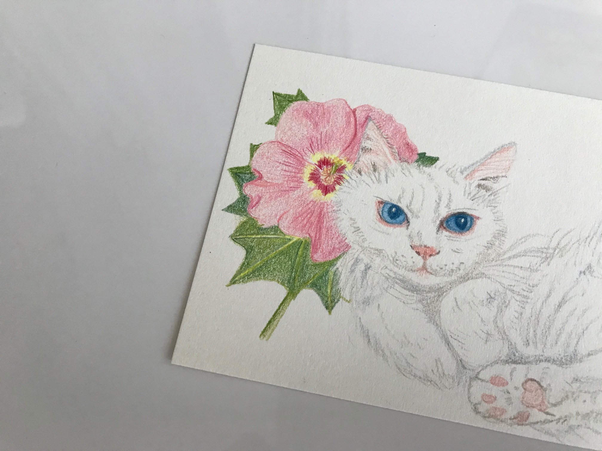 【色鉛筆】白い猫と芙蓉
