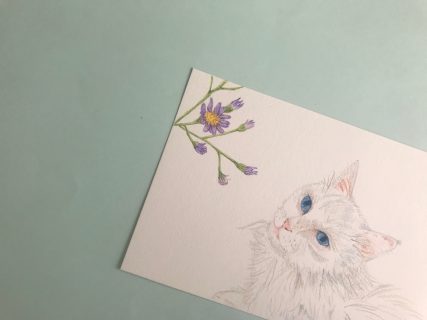白い猫と紫苑