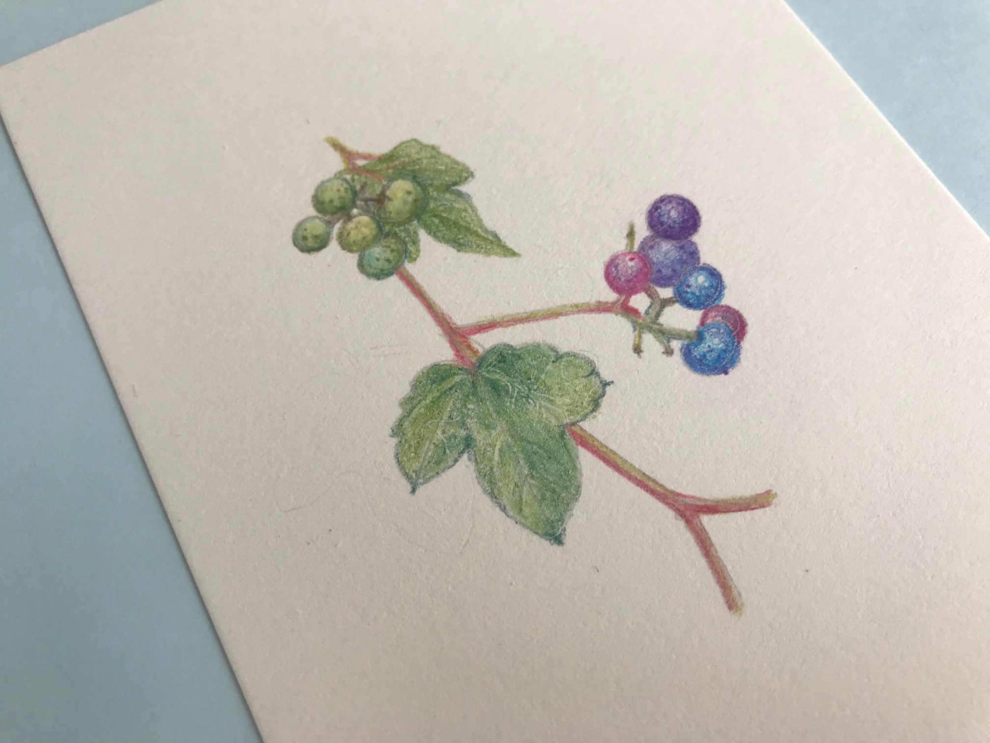 【色鉛筆】野葡萄