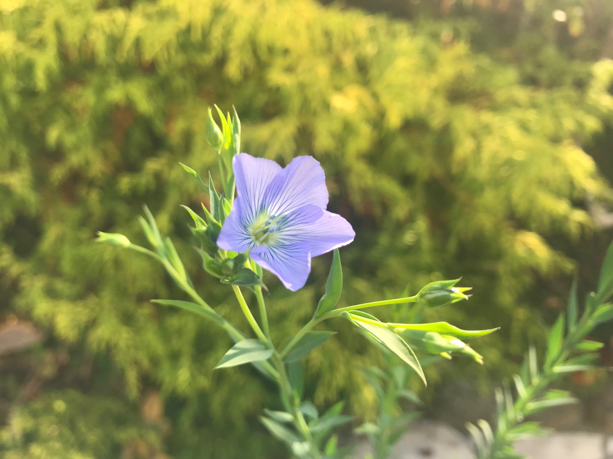 亜麻の花を初めて見ました♪ 　〜儚げで美しい青い花〜